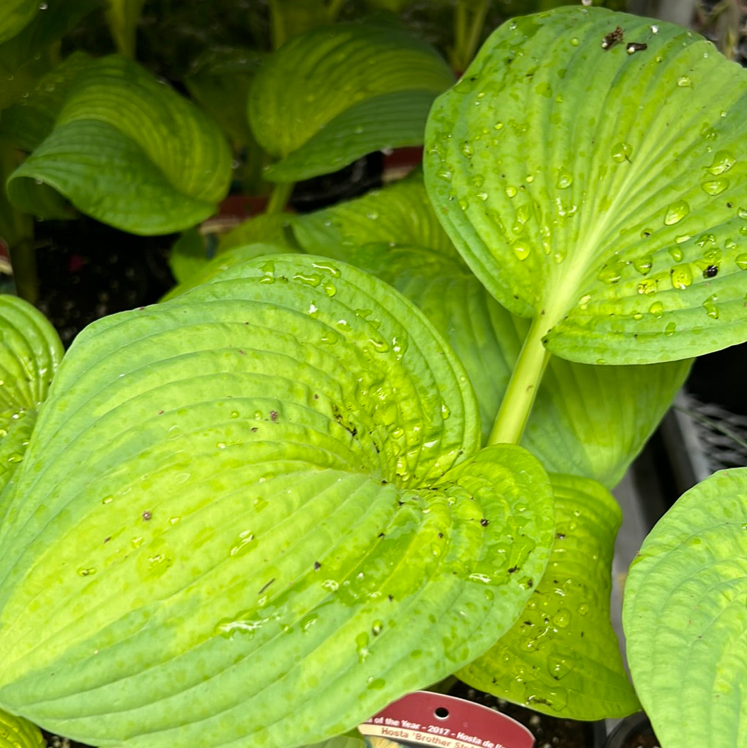 1 Gal Hosta 'Brother Stefan'