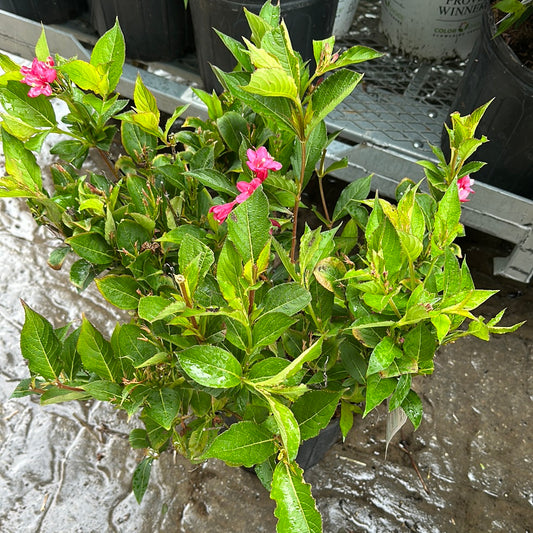 3 Gal Red Prince Weigela