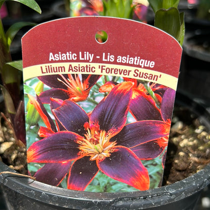 1 Gal Lily (Asiatic/Oriental)