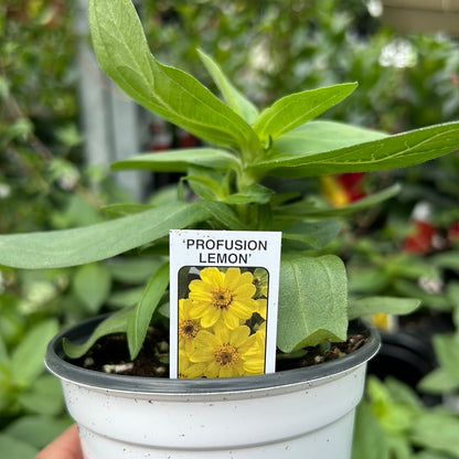 4" Zinnia