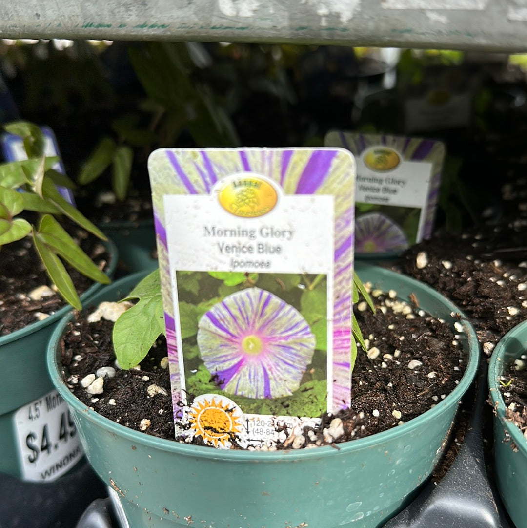 4.5" Morning Glory