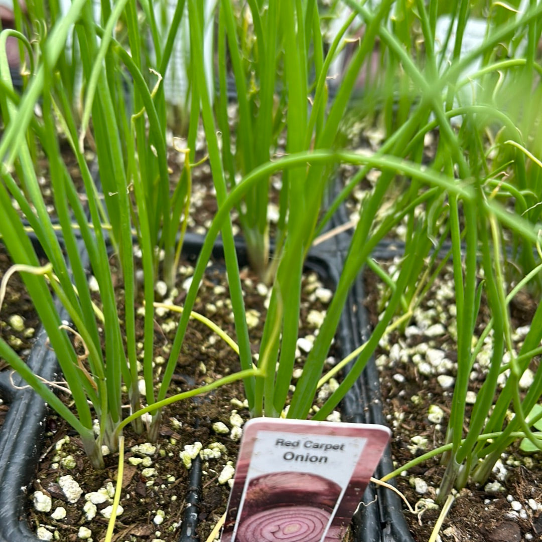 Onion Plant (Multi Pack)