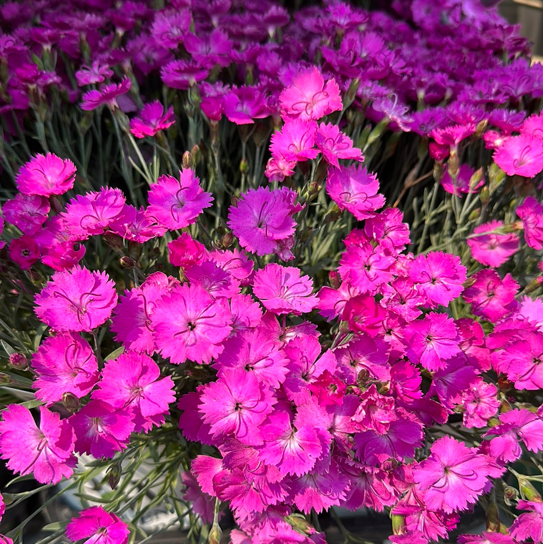 1 Gal Dianthus