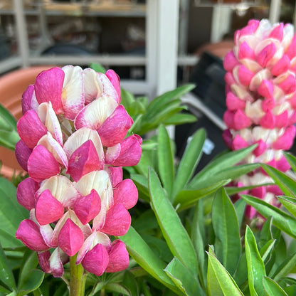 Lupine 'Lupinus' 1 Gal