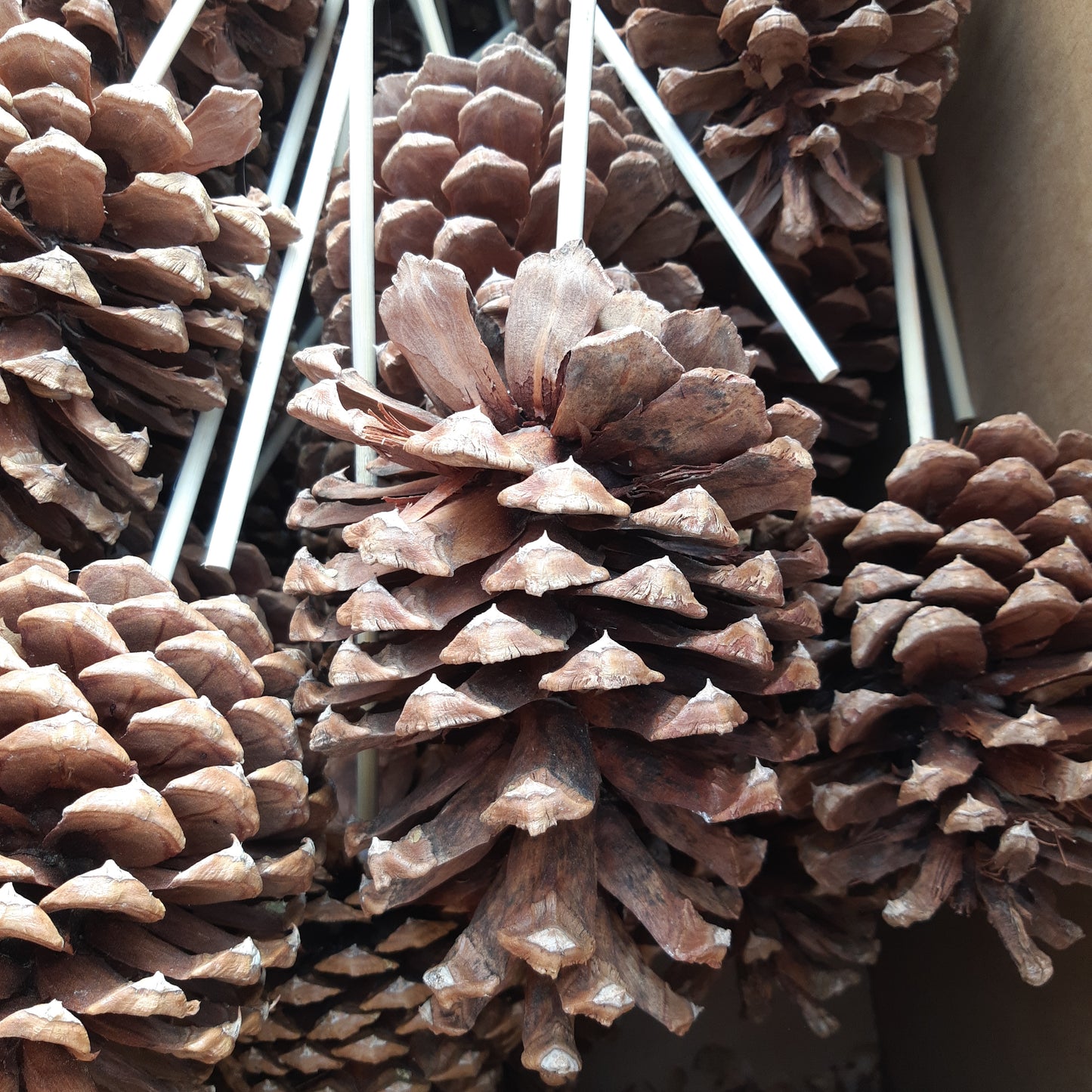 Pine Cones