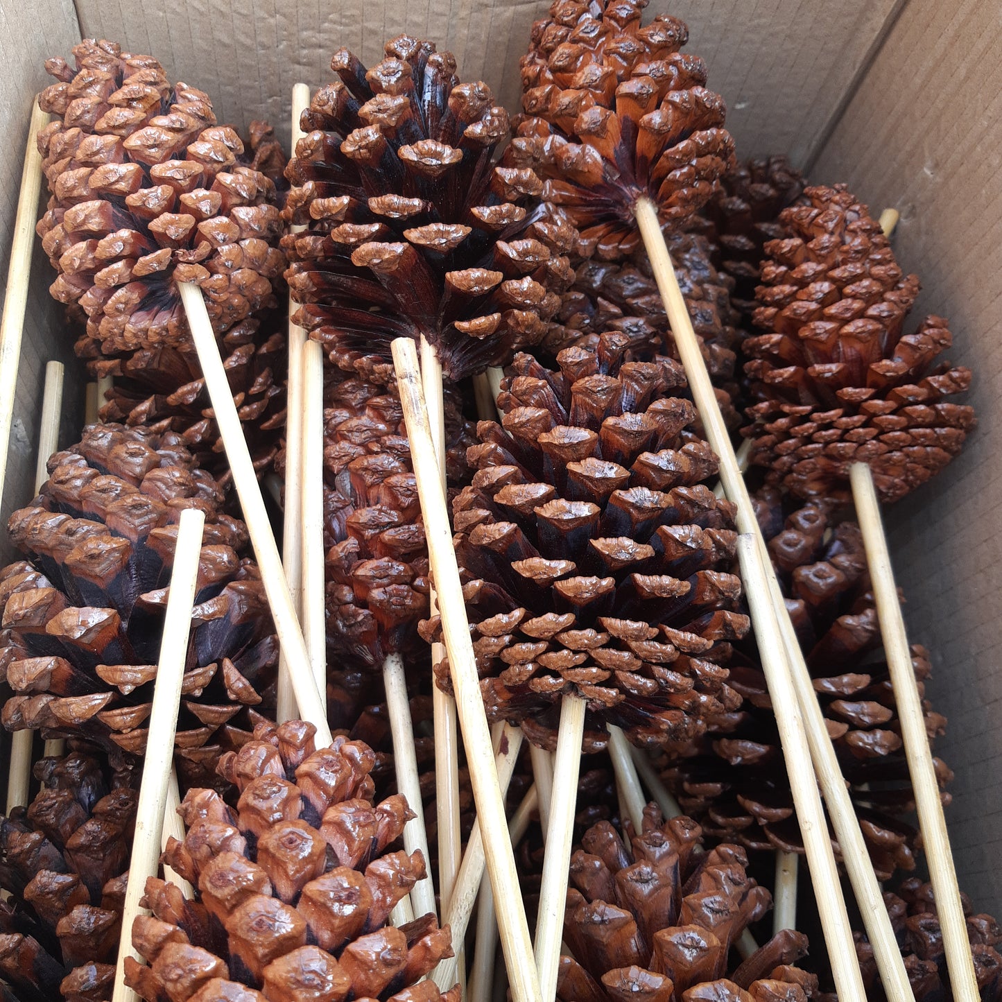 Pine Cones