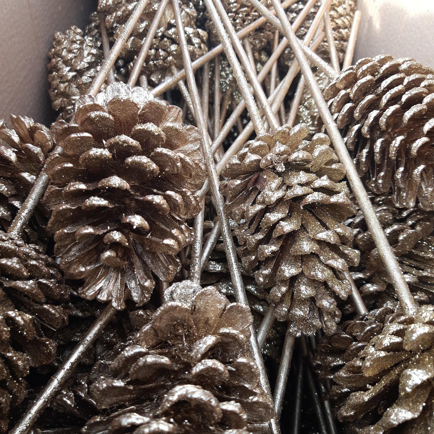 Pine Cones