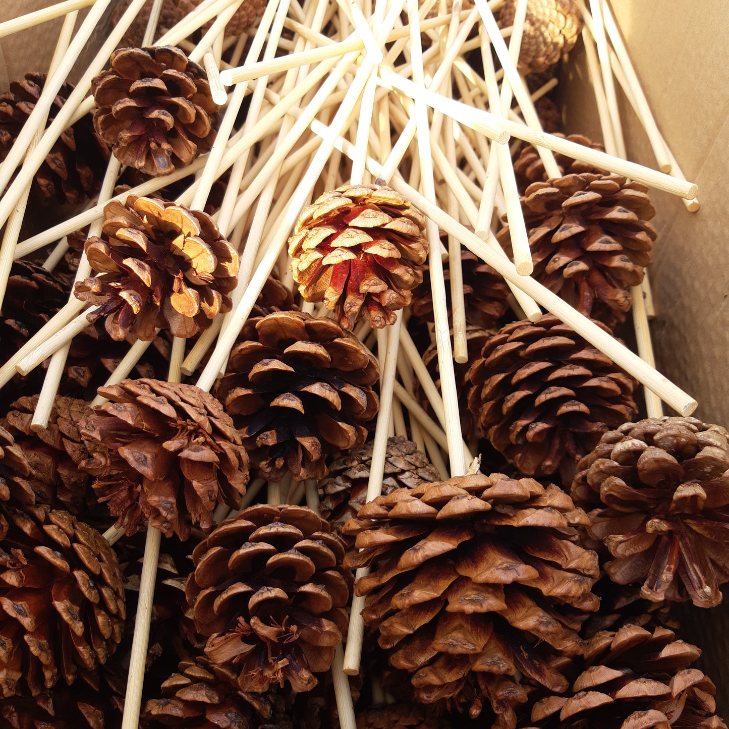 Pine Cones