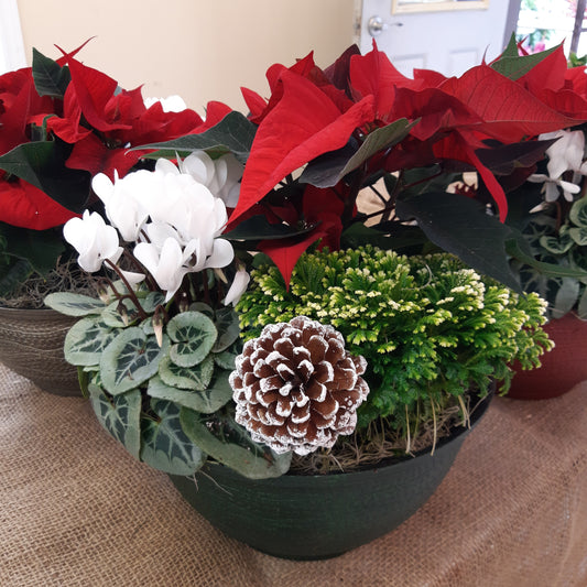 Mixed Poinsettia Planters