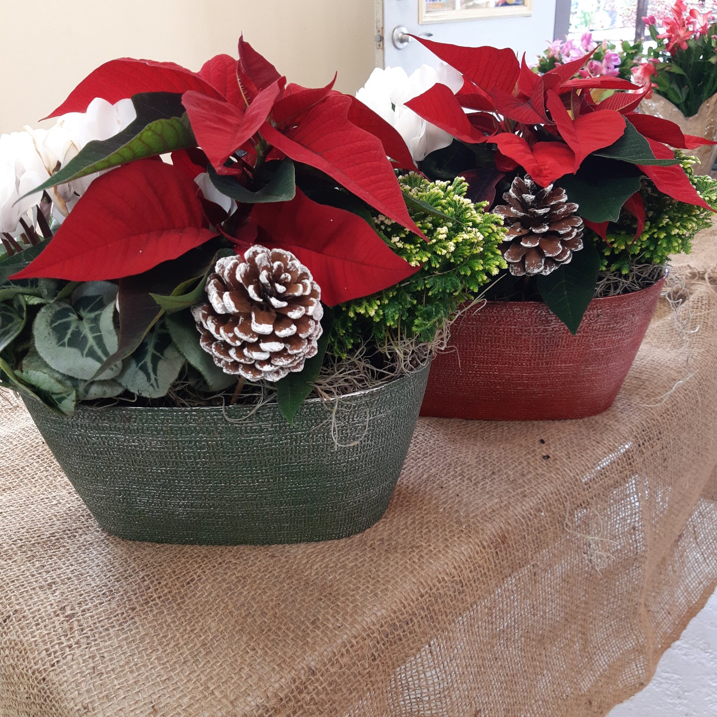 Mixed Poinsettia Planters