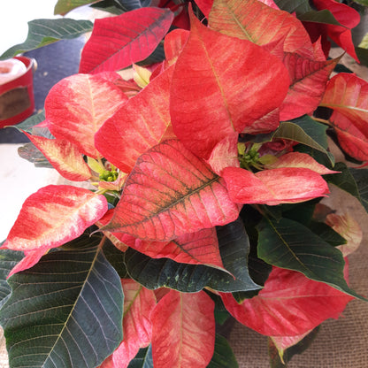 Poinsettia