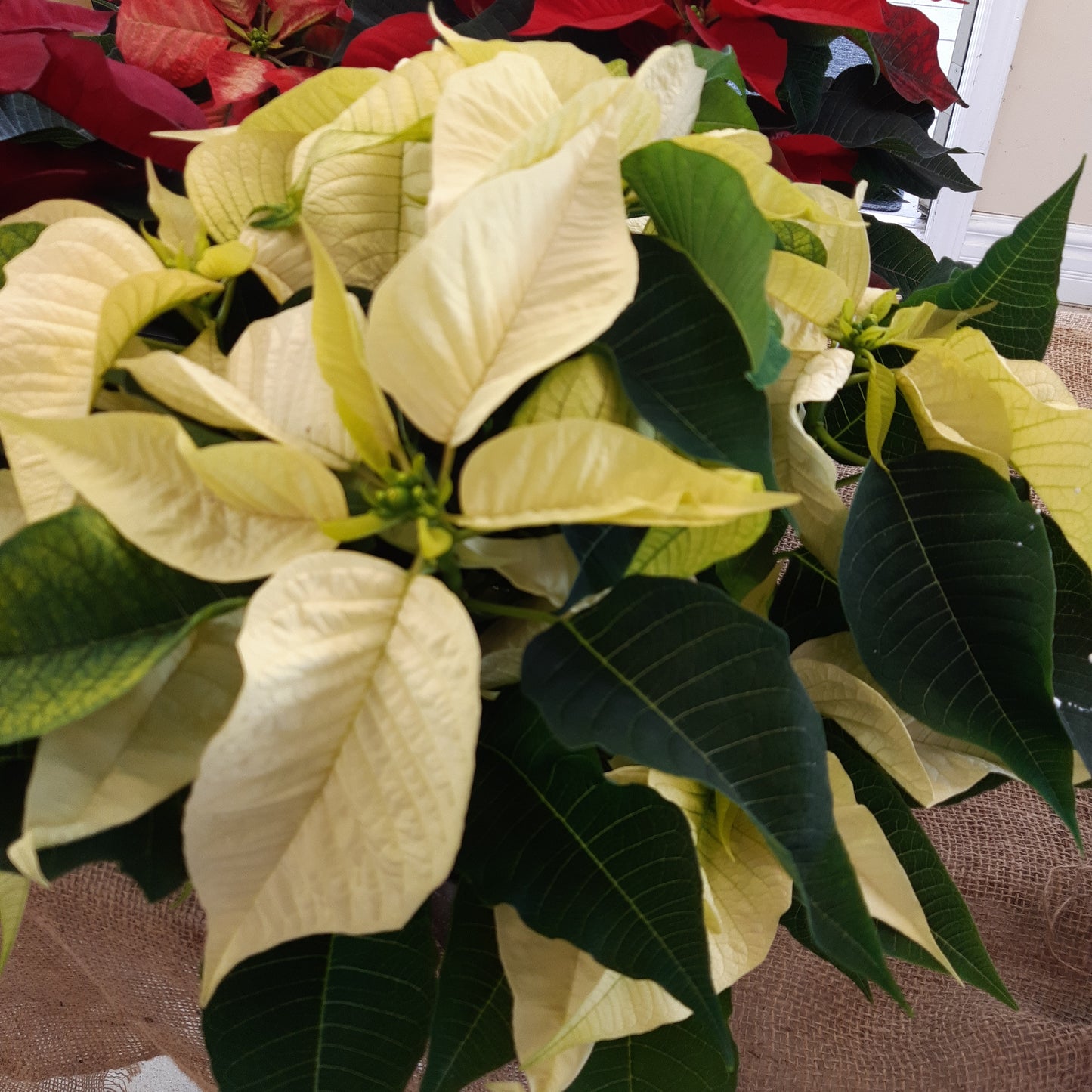 Poinsettia