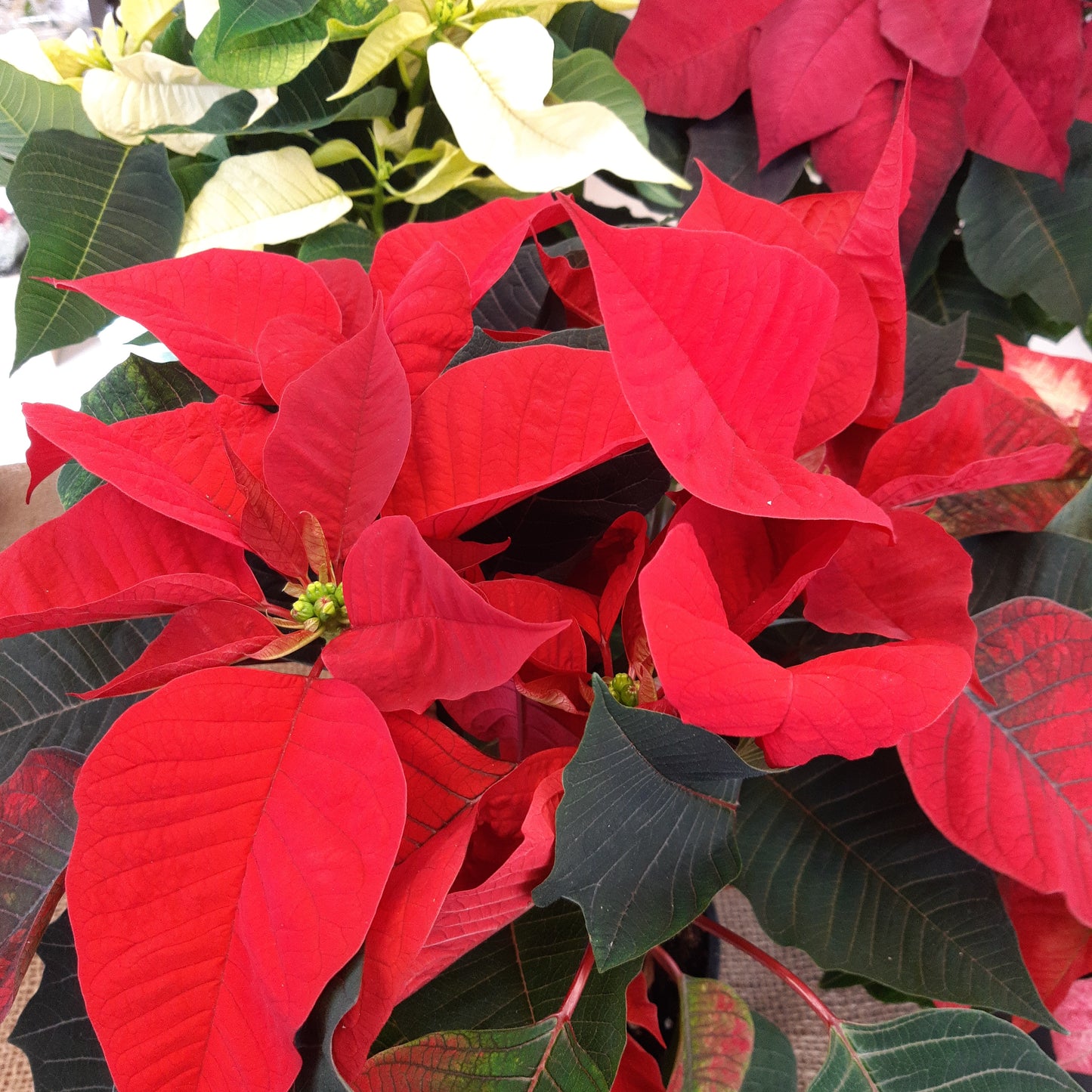 Poinsettia