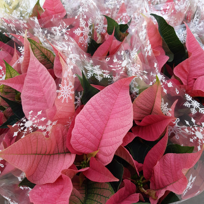 Poinsettia