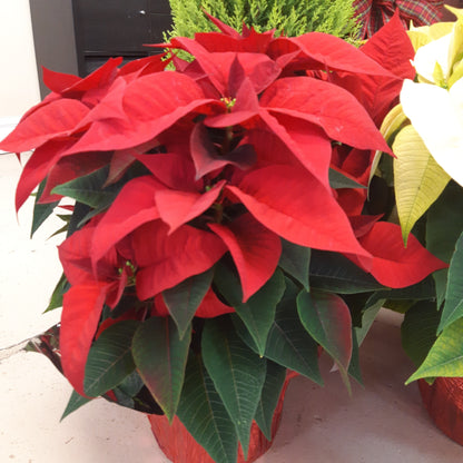 Poinsettia