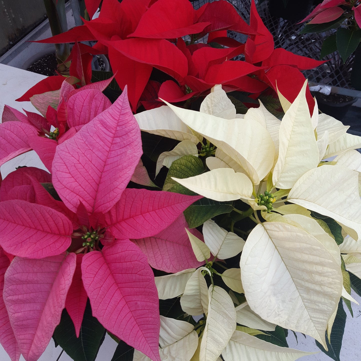 Poinsettia