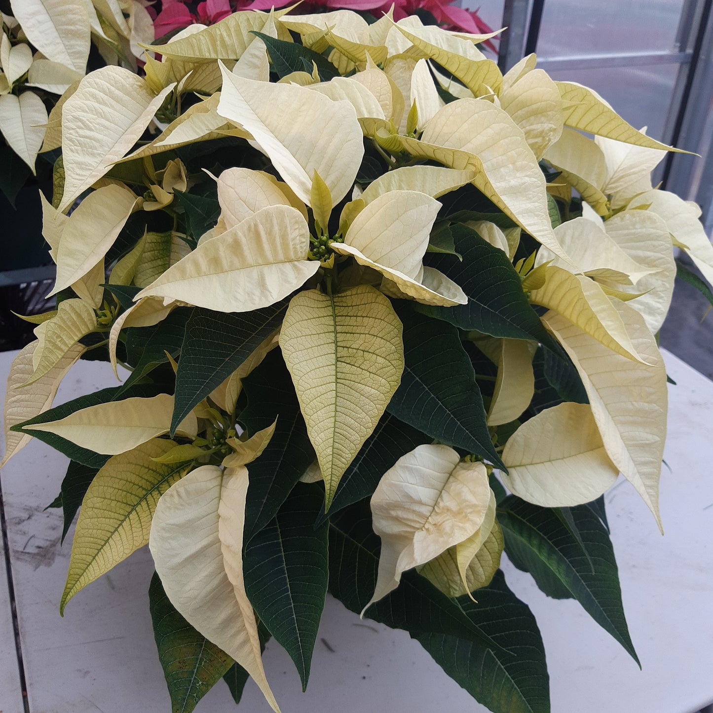 Poinsettia