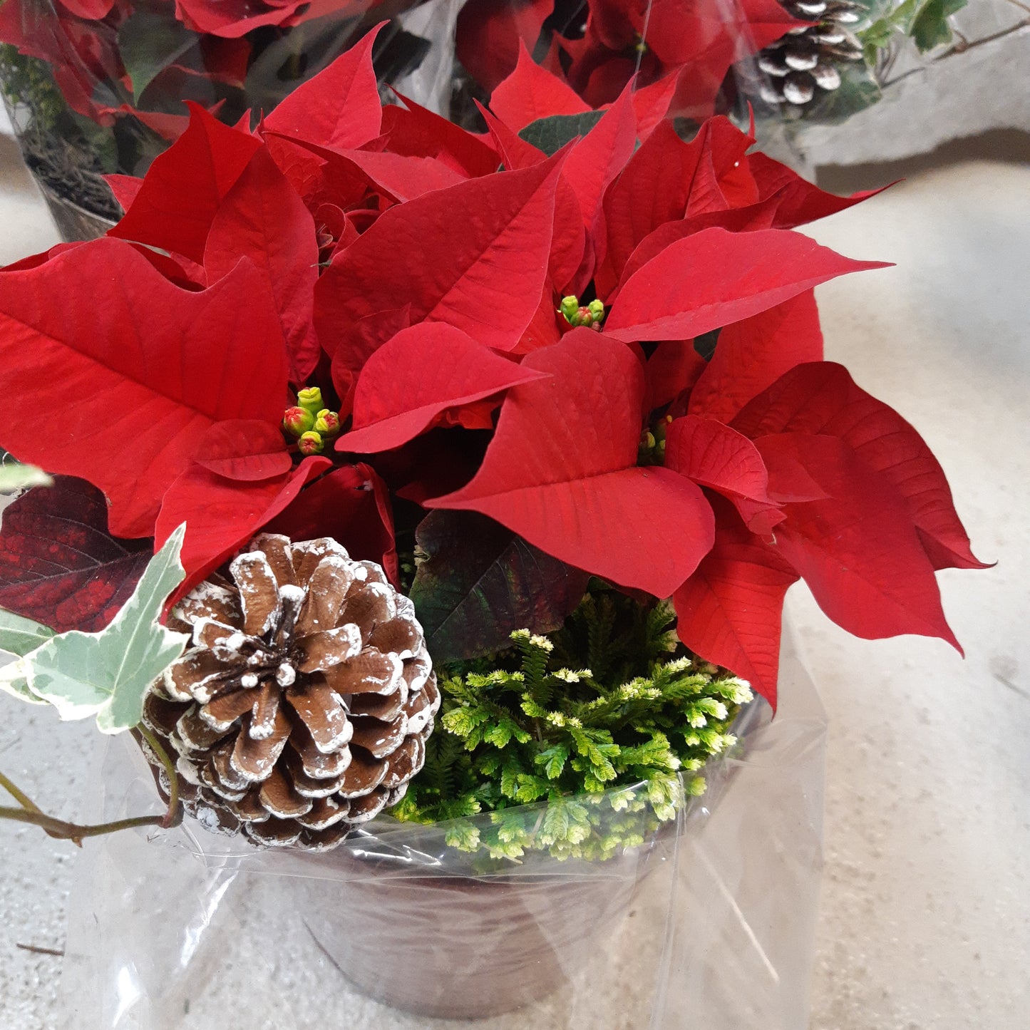 Mixed Poinsettia Planters
