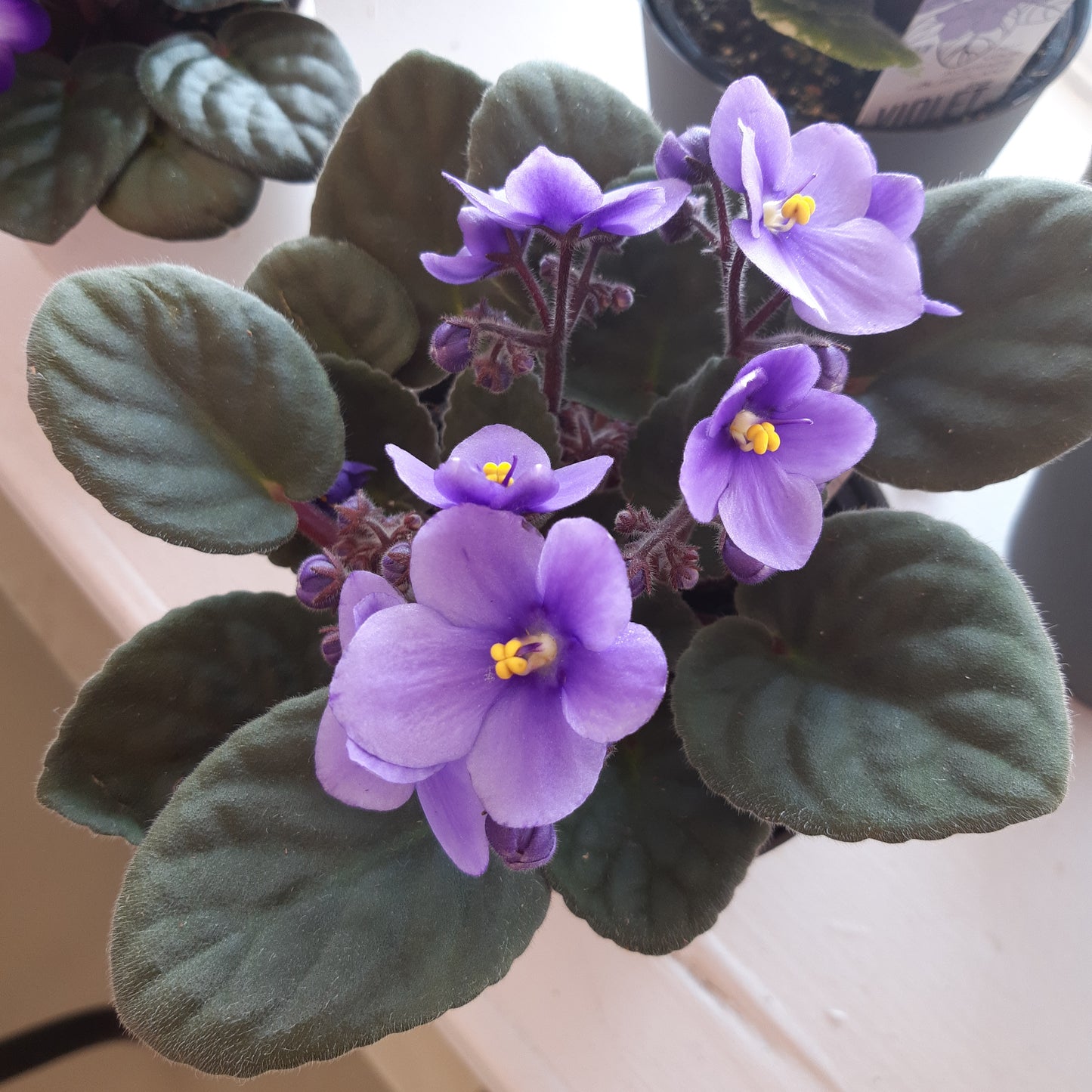 4" African Violets