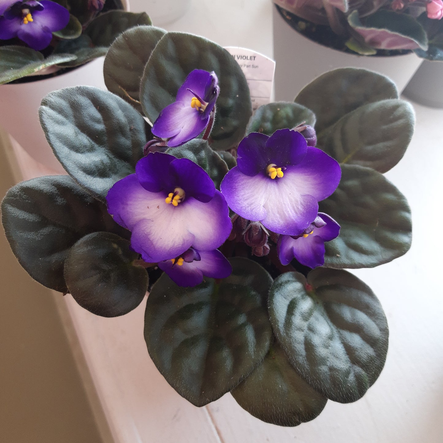 4" African Violets