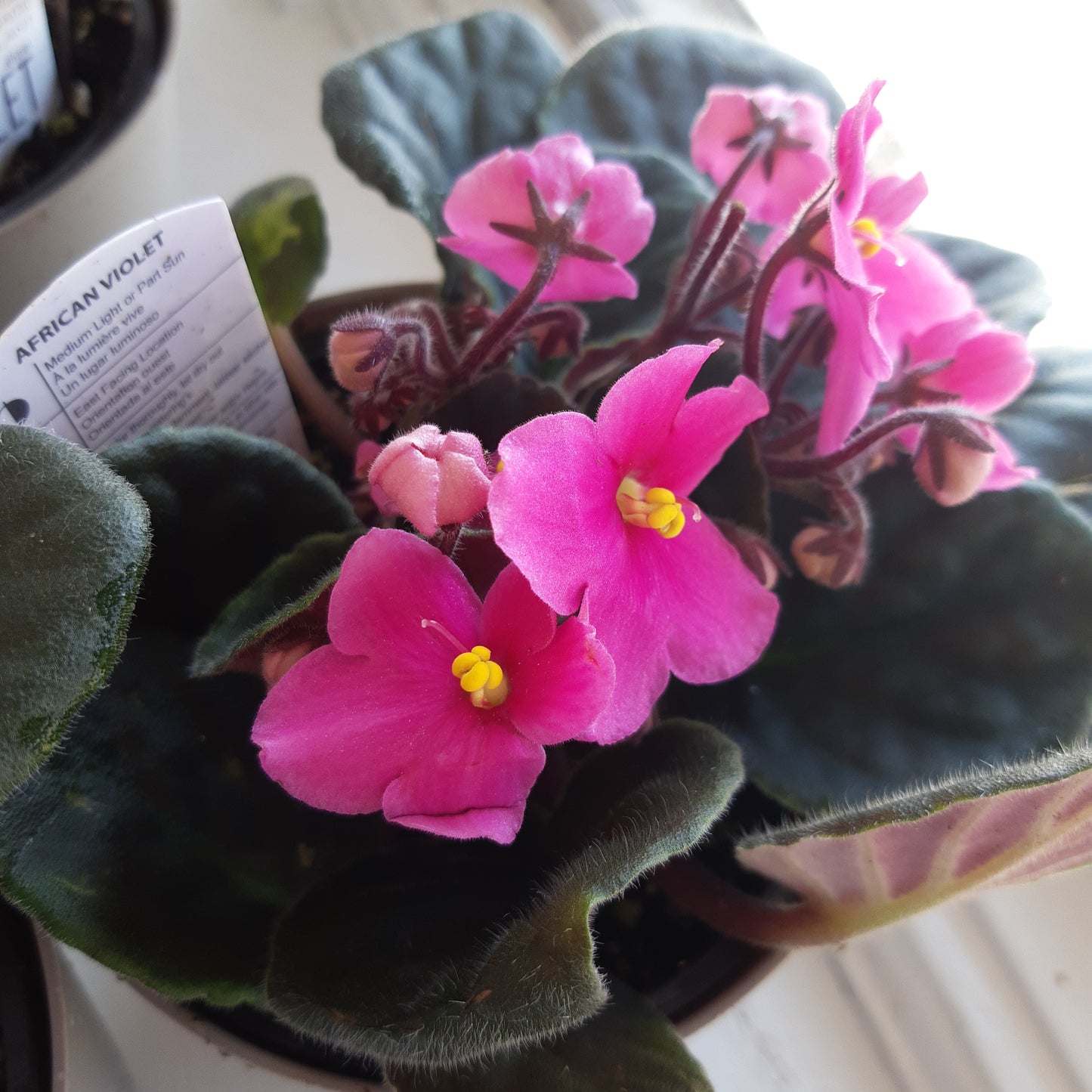 4" African Violets