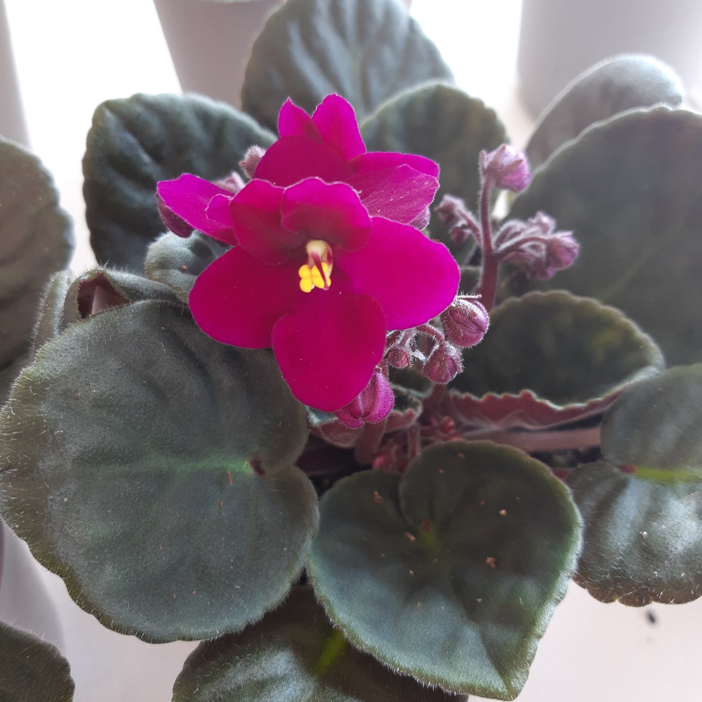 4" African Violets