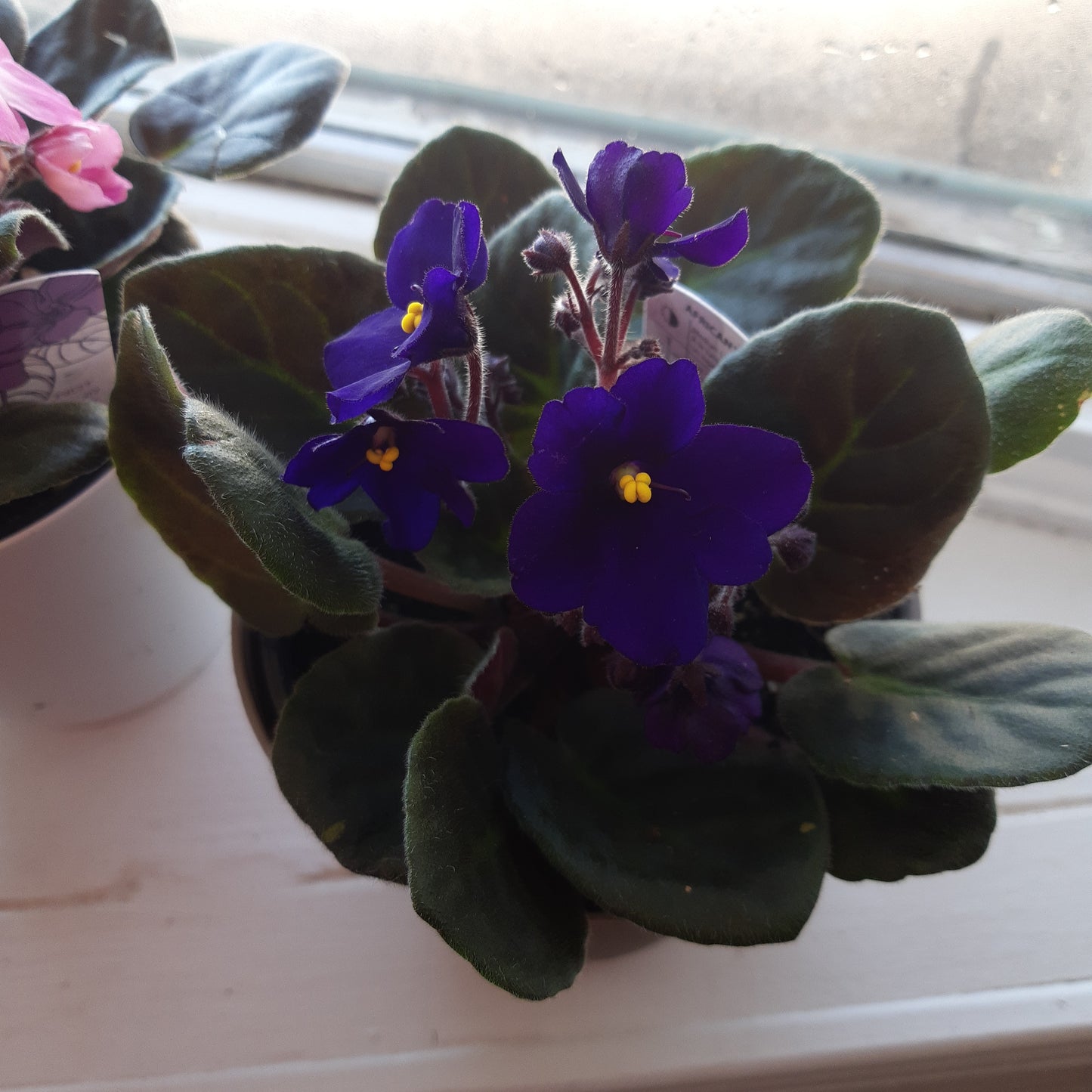 4" African Violets