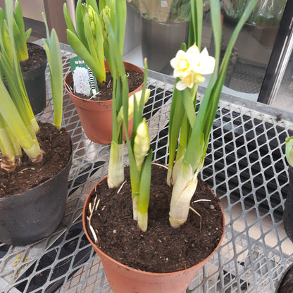 6" Potted Bulbs