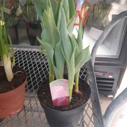 6" Potted Bulbs