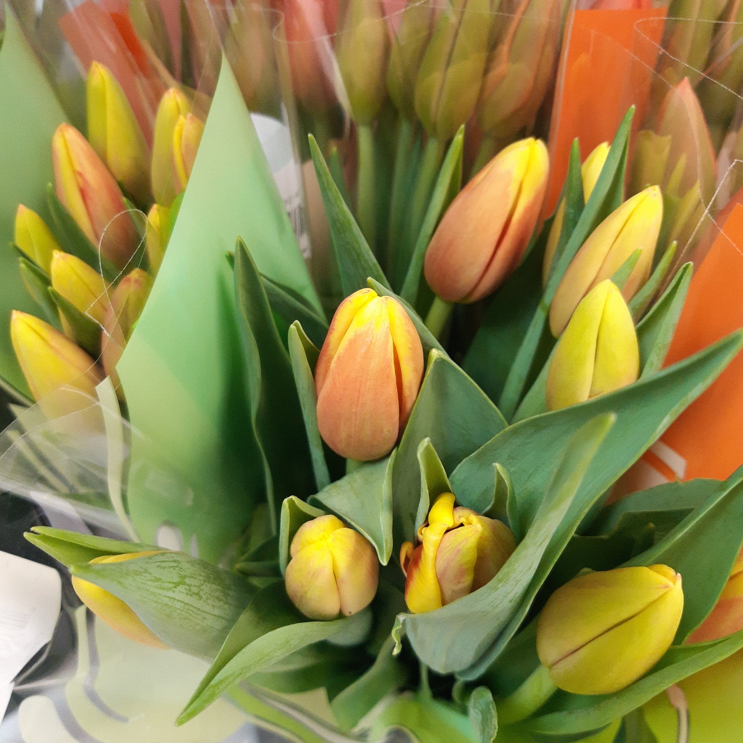 Cut Tulips - Long Stem