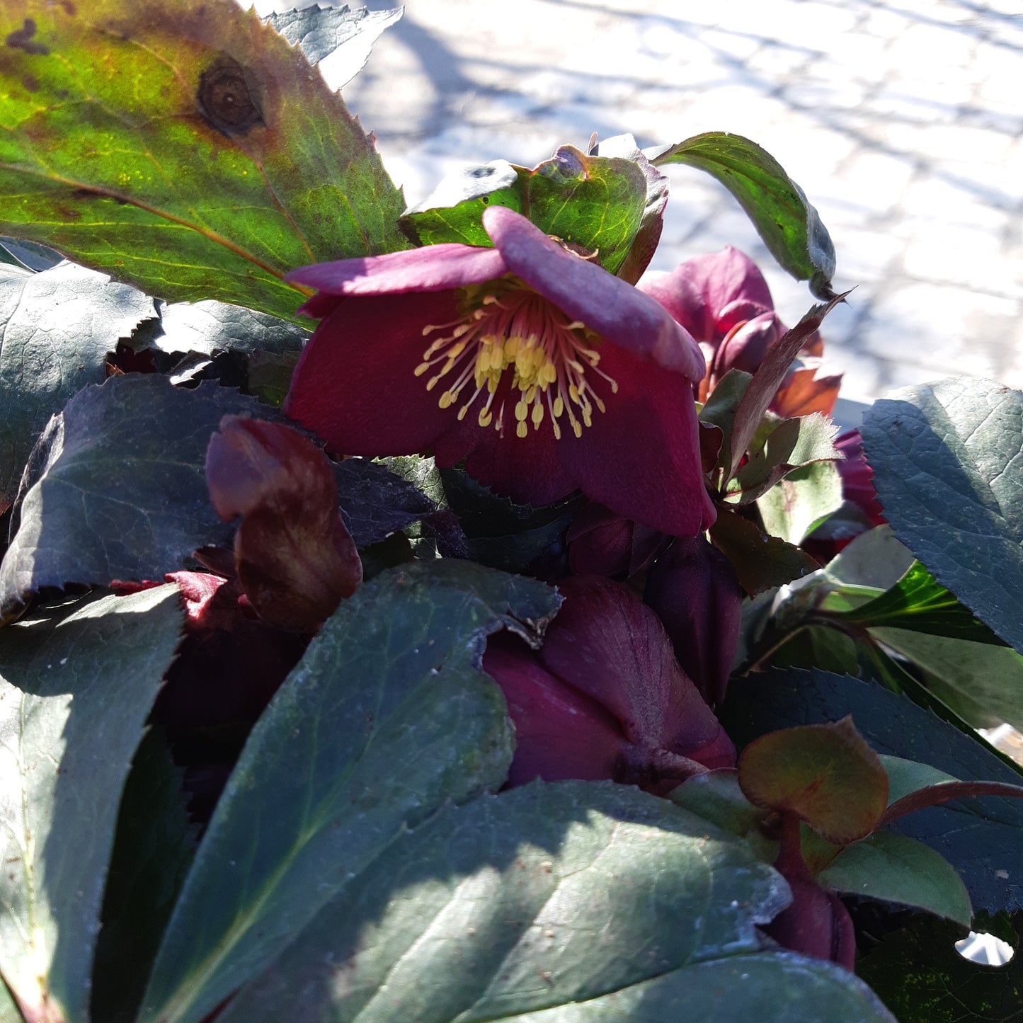 Helleborus