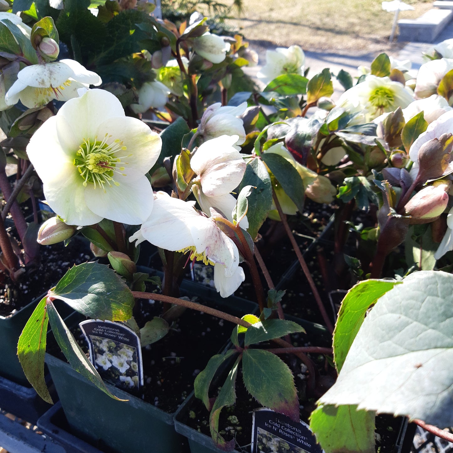 Helleborus