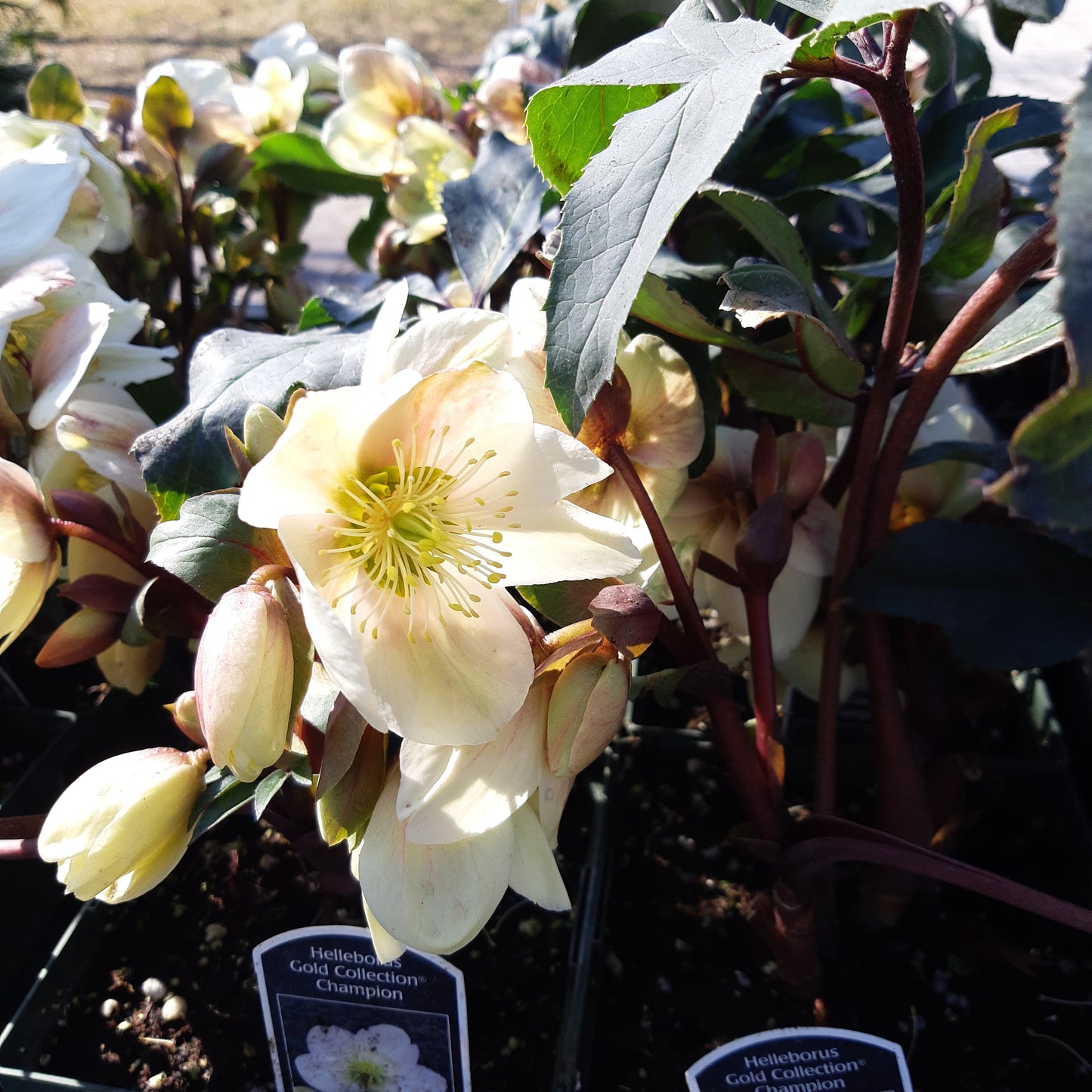 Helleborus