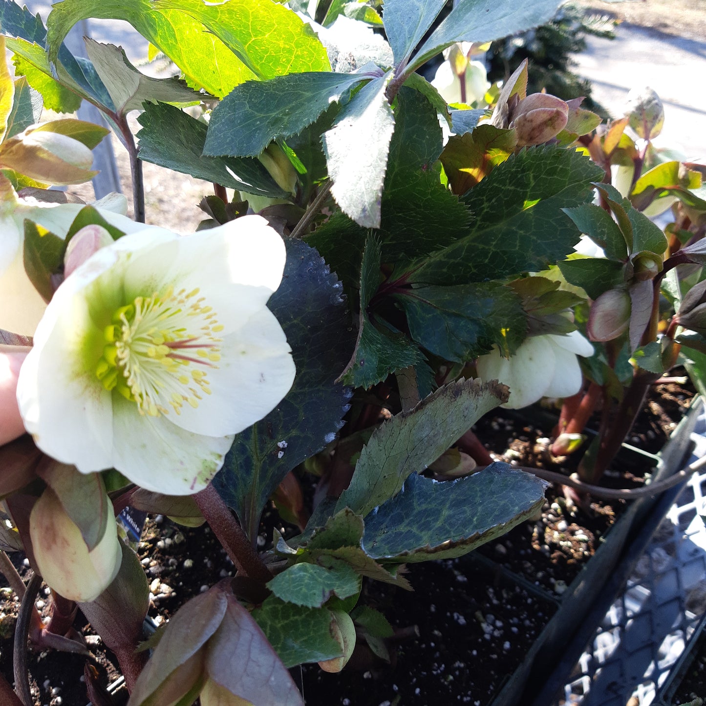 Helleborus