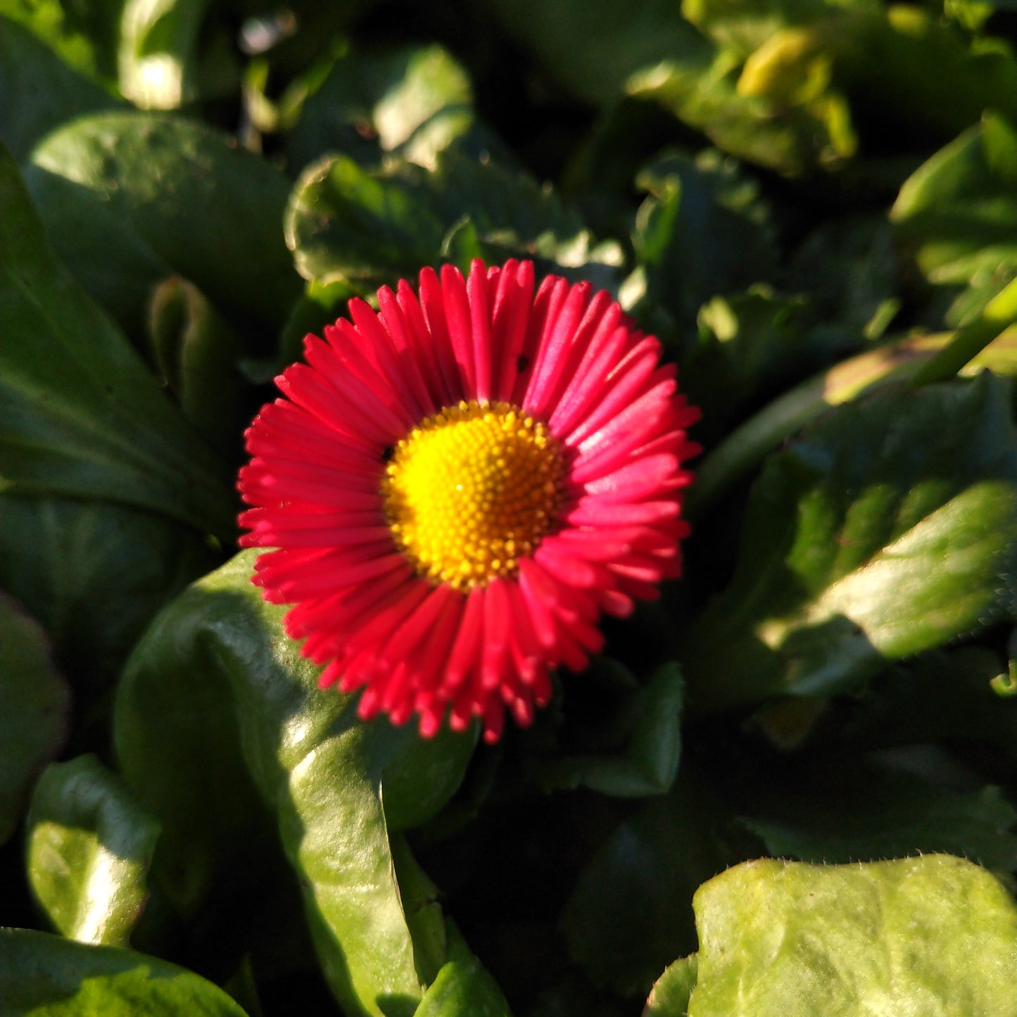 4" Bellis (English Daisy)