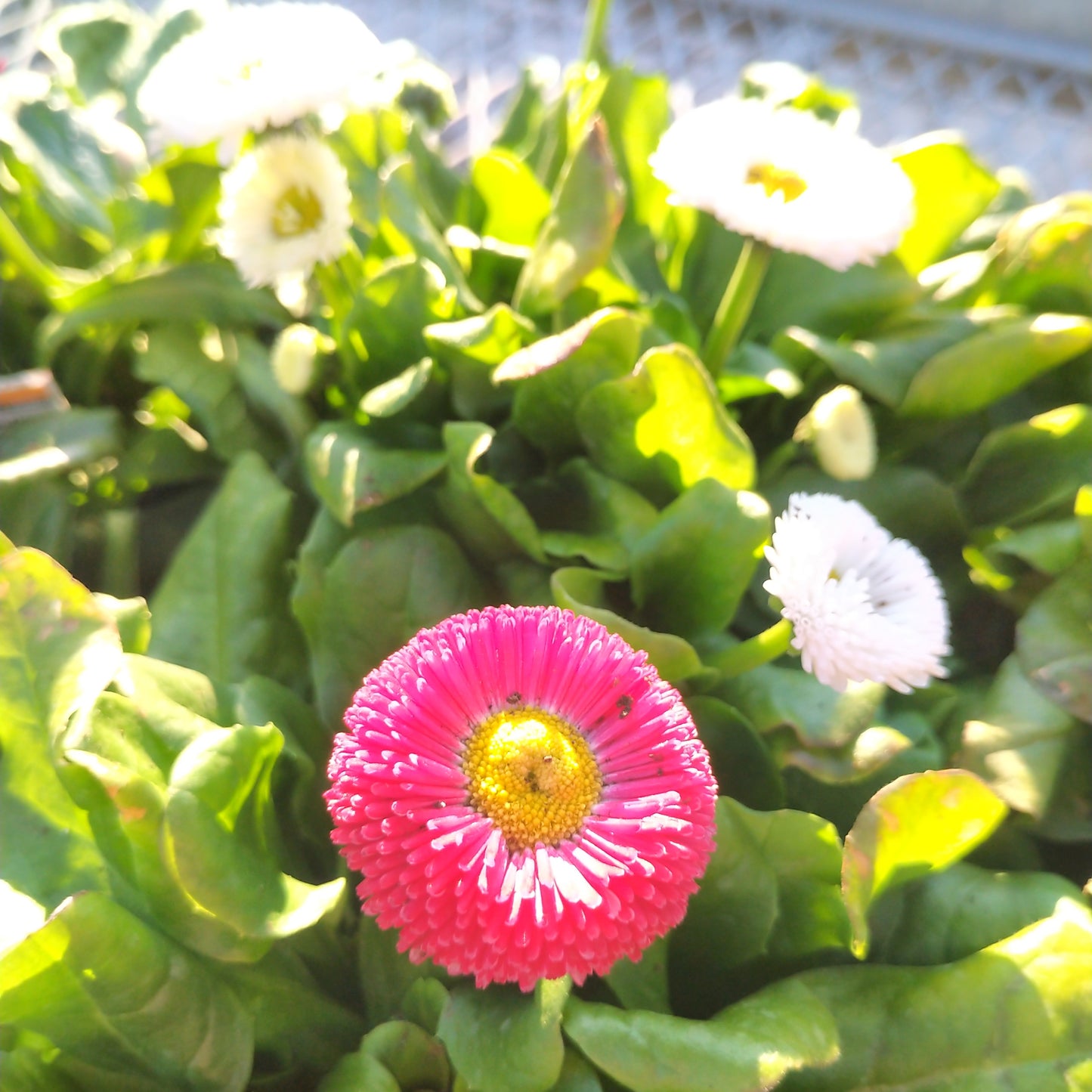 4" Bellis (English Daisy)
