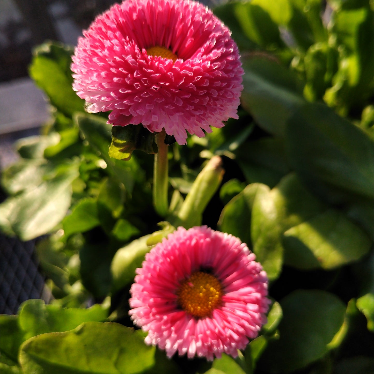 4" Bellis (English Daisy)
