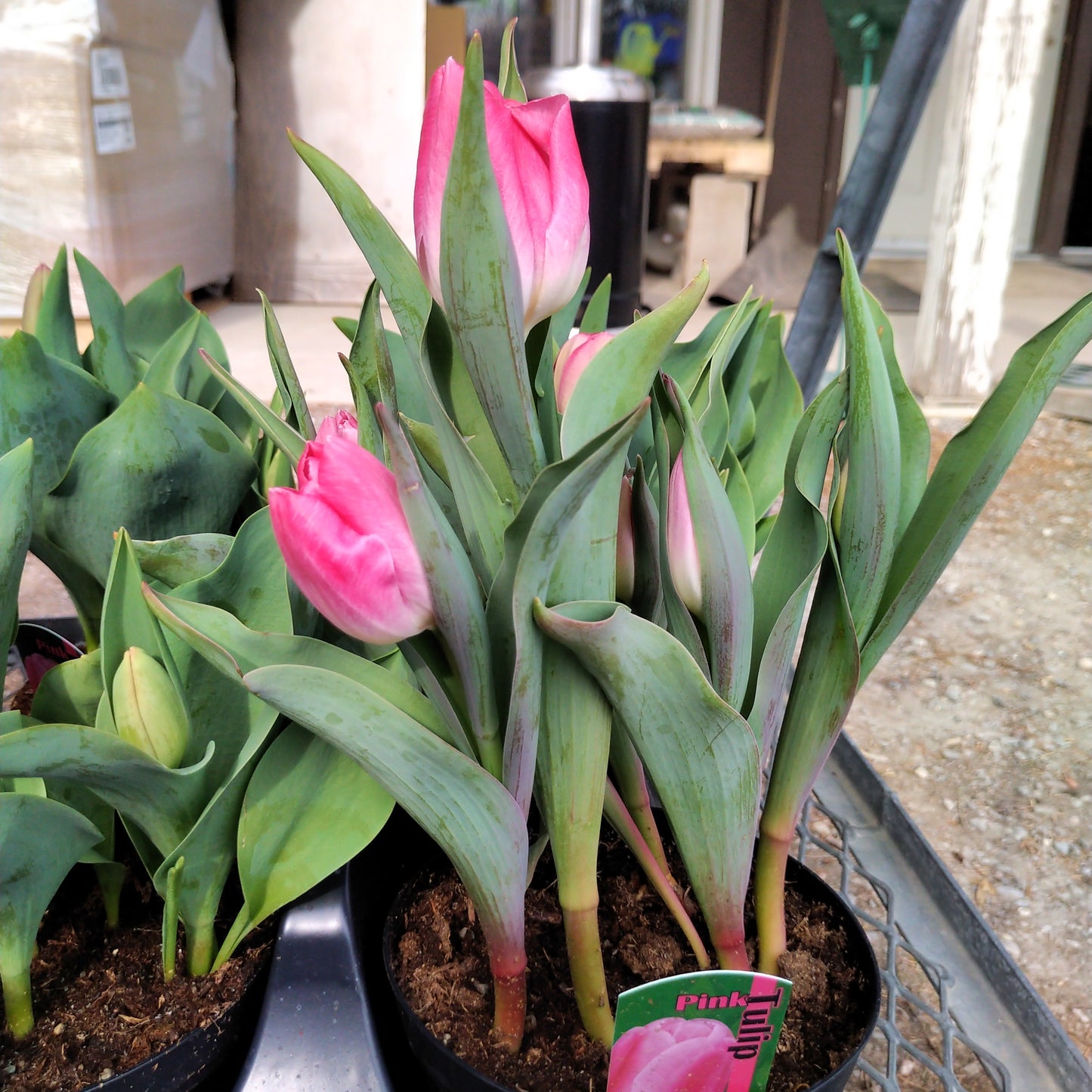 6" Potted Bulbs