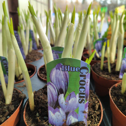 4" Potted Bulb