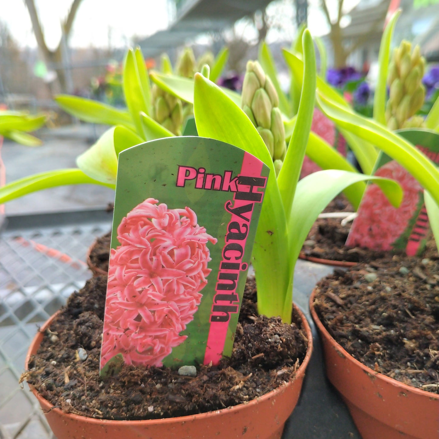 4" Potted Bulb