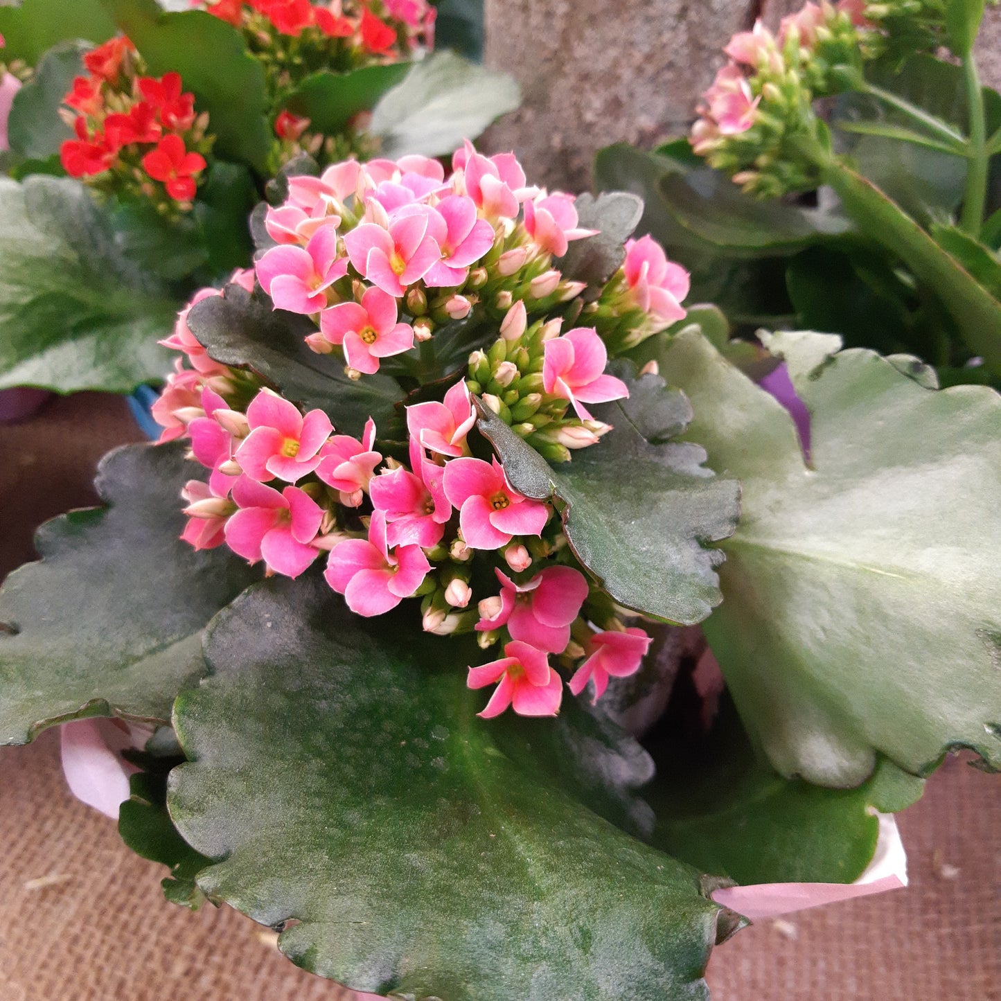 Kalanchoe