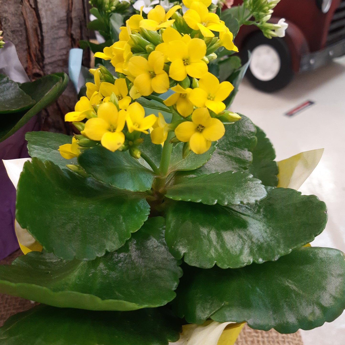 Kalanchoe