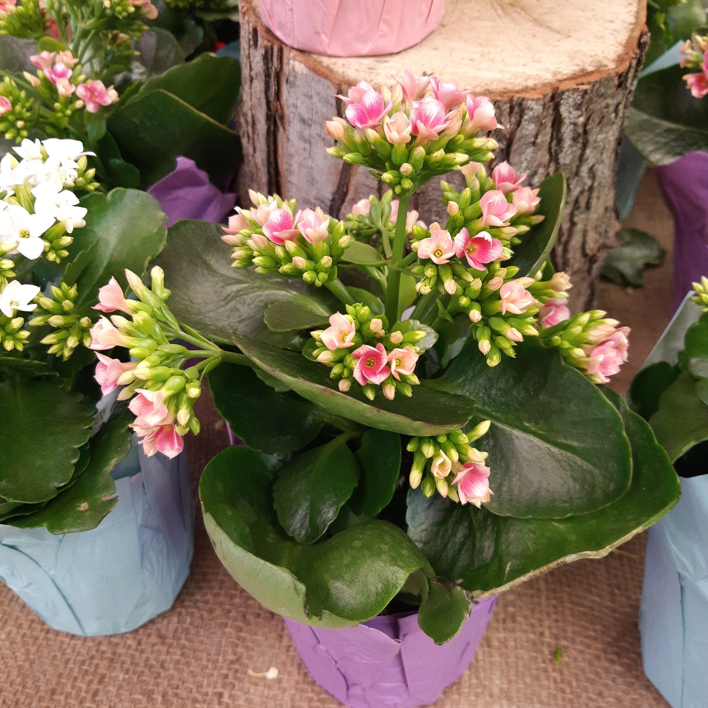 Kalanchoe