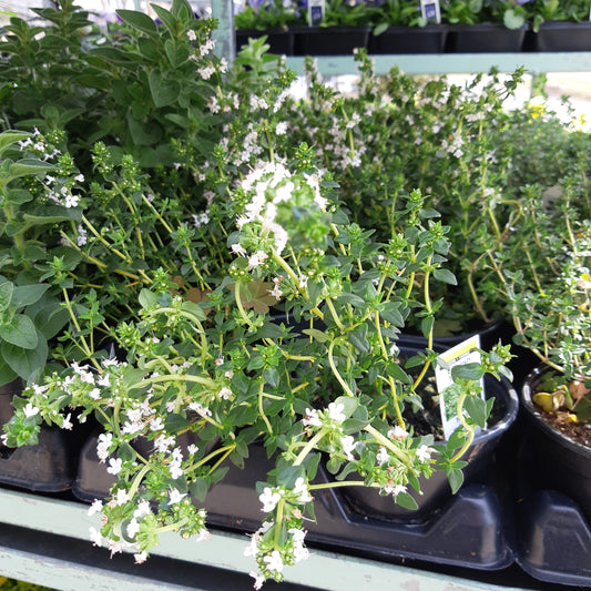 4" Thyme (Herb)