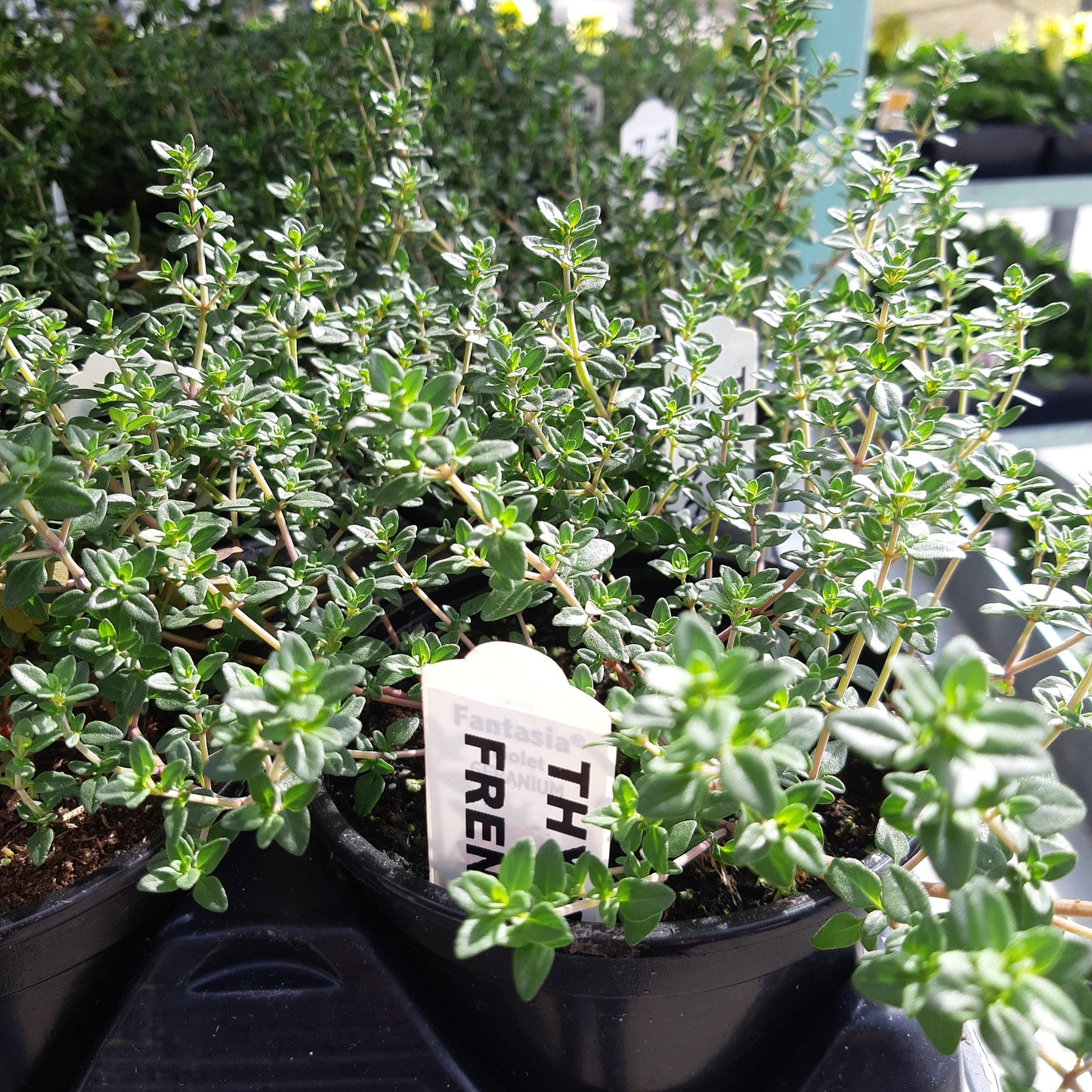 4" Thyme (Herb)