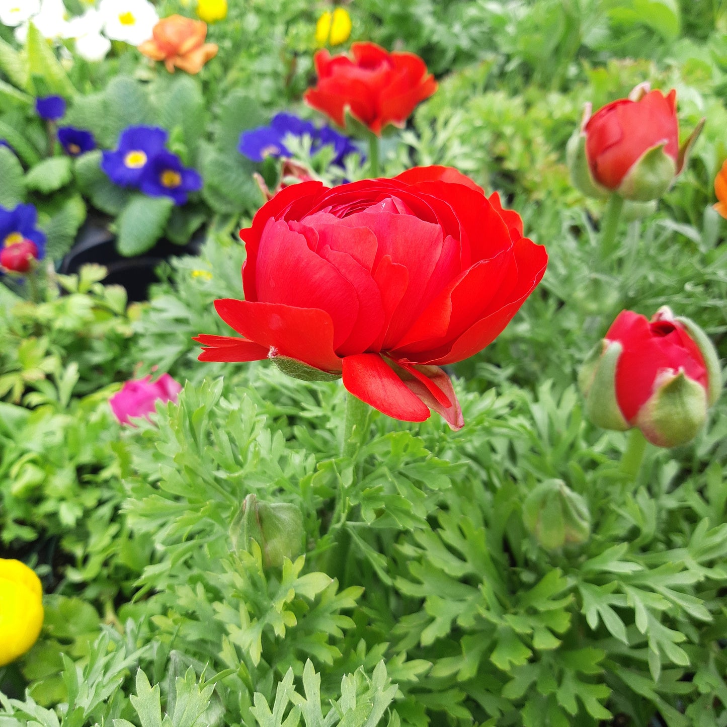 4.5" Ranunculus