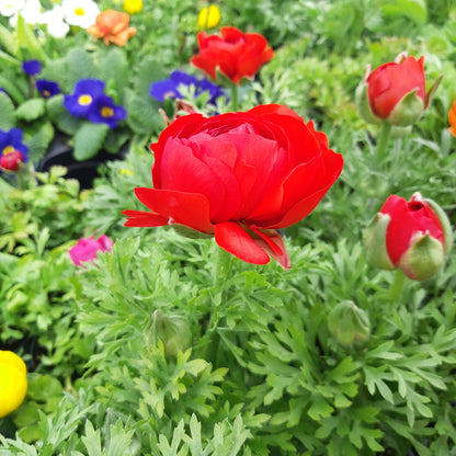 4.5" Ranunculus