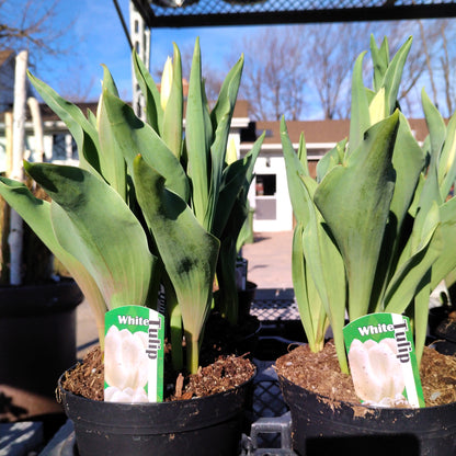 6" Potted Bulbs