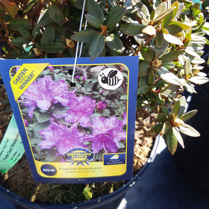 Rhododendron