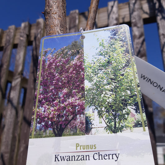 Cherry Kwanzan Tree - 7 Gal
